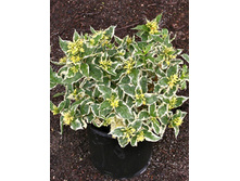 249���. ��������� ������������� ��� �����.jpg