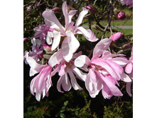 156���. �������� ������� ������� �������.jpg