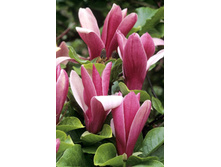 187���. �������� ������������ �����.jpg