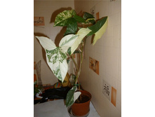 ��������� �������� ���� (Imperial White)- ������ �������� �������� ...