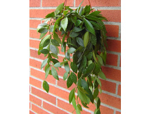 Hoya gracilis- ������ �������� �������� ....