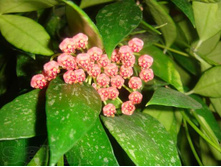 Hoya gracilis- ������ �������� ....