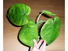 ��������� macrophyllum "Frosted Heart"- ������ �������� �������� ..