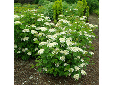 ������ ������������ ���������-156