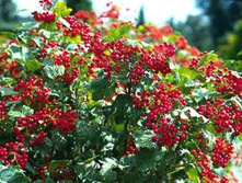 ������ ��������� � ��������