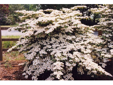 ������ ���������� ���� �����-158