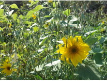 ������� ���.jpg