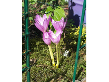 ������� �������.jpg