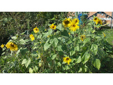 ������ �����.jpg