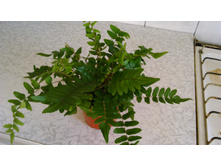 ������ ������������-