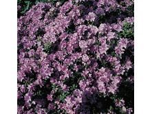 234���. ����������� ��������� ������.jpg