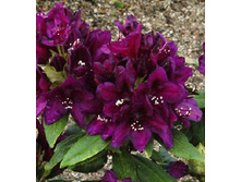 234���. ����������� ��������� �������� ����.jpg