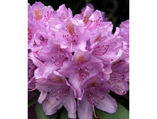 234���. ����������� ������������ ������������.jpg