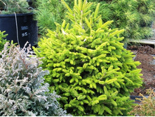 Picea abies Mountain Dew.jpg