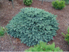 Picea abies Waldbrund.JPG