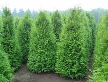 Thuja occidentalis Brabant.jpg