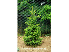 Picea abies Wills Zwerg.jpg