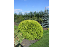Thuja occidentalis Golden Globe.jpg