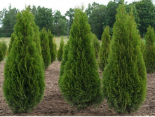Thuja occidentalis Smaragd.jpg