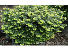 ����� balsamea Nana.jpg