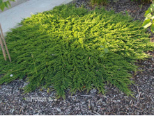 ������. ����� �� ����� (Juniperus horizontalis Prince of Wales.jpg