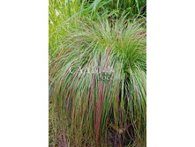 ���������� ������� 0,07��