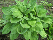 ����� -50 ���