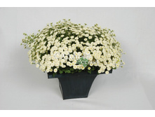 ����� ������� ����� ������ 8��.��