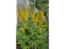 ��������� �������������-80 ���