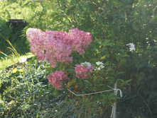 DSC02482.JPG