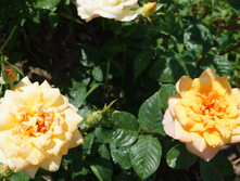 DSC02401.JPG