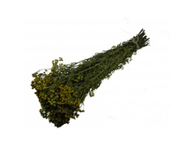 ����� �����.jpg