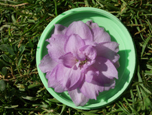 DSC02445.JPG