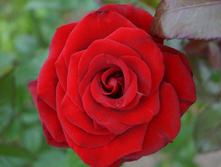 DSC02455.JPG