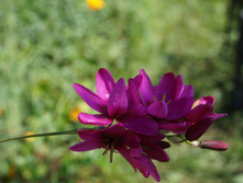 DSC02461.JPG