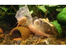 ����� ��������