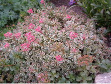 ������ ������ "��������" (Sedum spurium "Tricolor")-60 ���