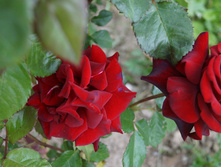 DSC02456.JPG
