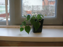 ����������� ��������