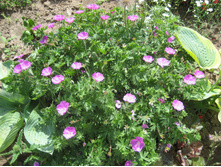 ������ �������-������� "���� ����"('Max Frei')-60 ���