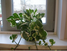 ���������� ����+)+/