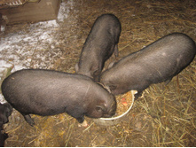 �� �������.jpg