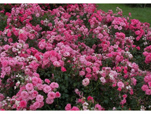 ������(��)