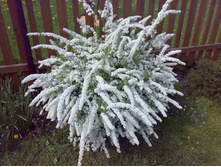 ������ ����� �������� (Spiraea x cinerea Grefsheim)-150 ���652.jpg