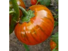 30 ���, ��������