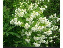 �������� ������������ 2-� ������ -100 ���