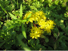 ����� ���������� (Sedum kamtschaticum)-40 ���