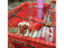 ��� ������� �����-�� ������ ��������?..