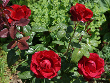 DSC02405.JPG