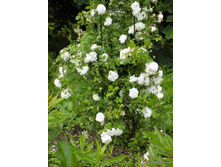 ����� ������� (�)